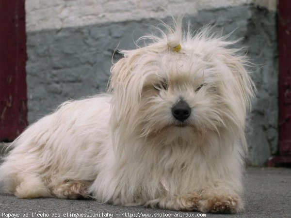 Photo de Coton de tulear