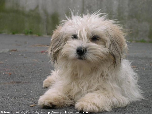 Photo de Coton de tulear