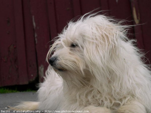 Photo de Coton de tulear