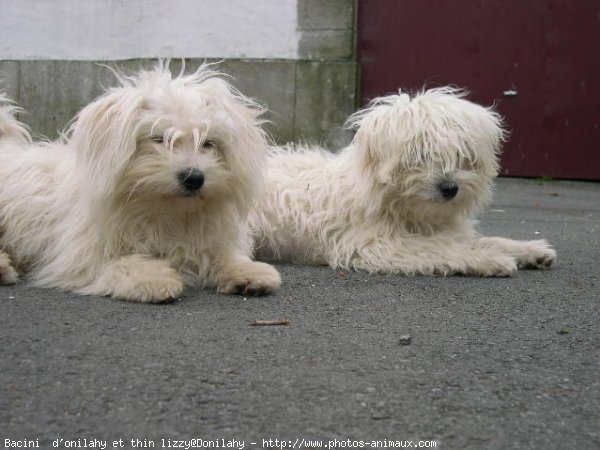 Photo de Coton de tulear