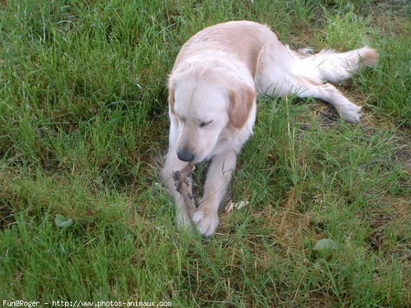 Photo de Golden retriever