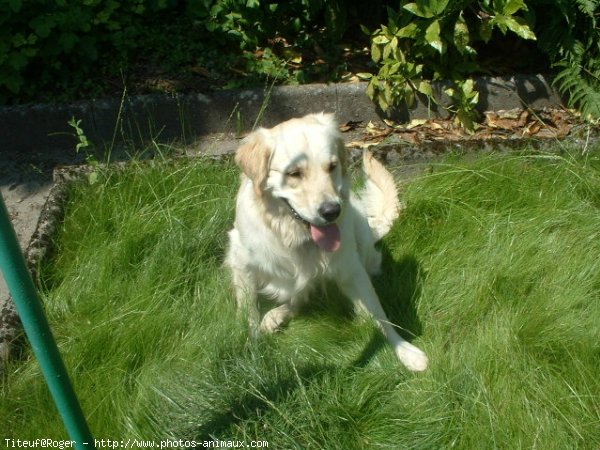 Photo de Golden retriever