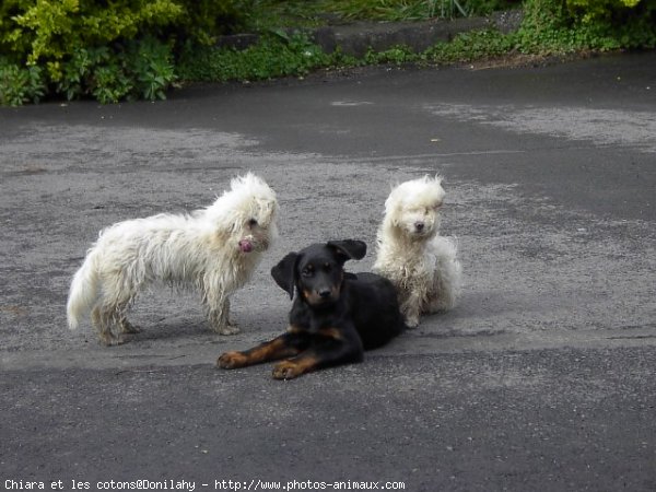 Photo de Berger de beauce