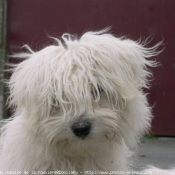 Photo de Coton de tulear