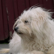 Photo de Coton de tulear