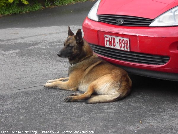 Photo de Berger belge malinois