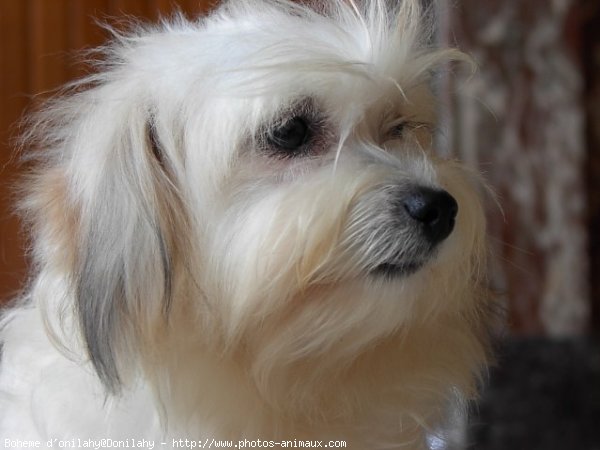 Photo de Coton de tulear