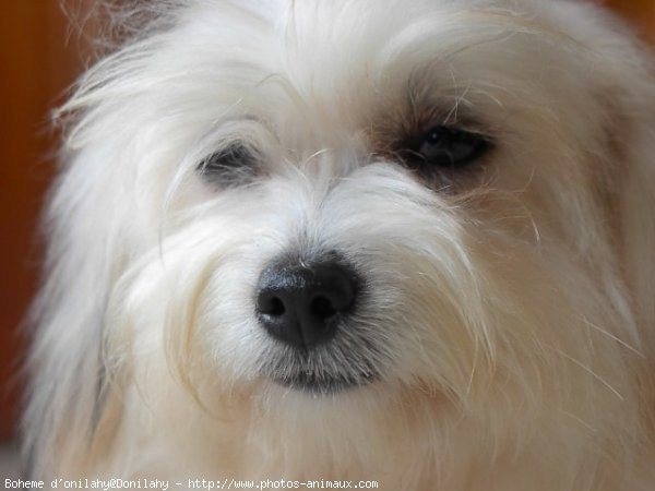 Photo de Coton de tulear