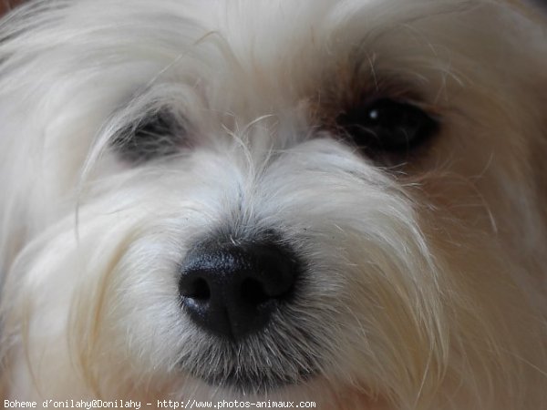 Photo de Coton de tulear