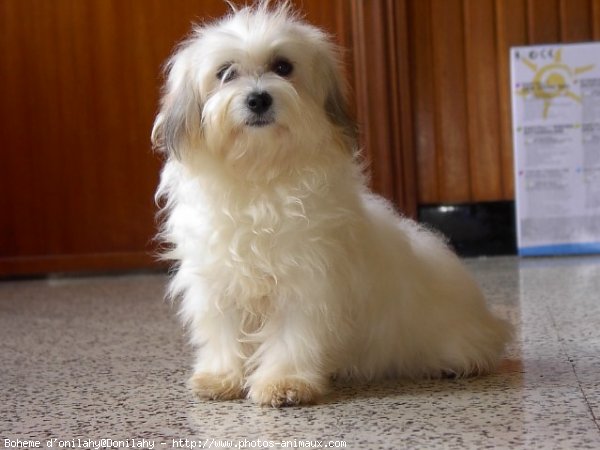 Photo de Coton de tulear