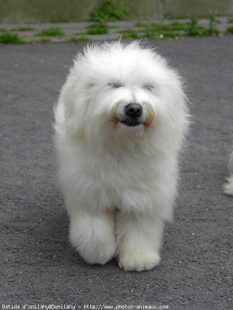 Photo de Coton de tulear