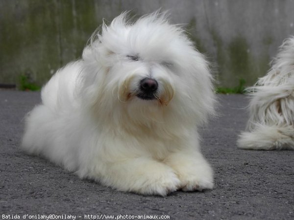 Photo de Coton de tulear