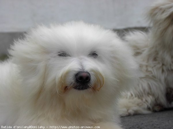 Photo de Coton de tulear