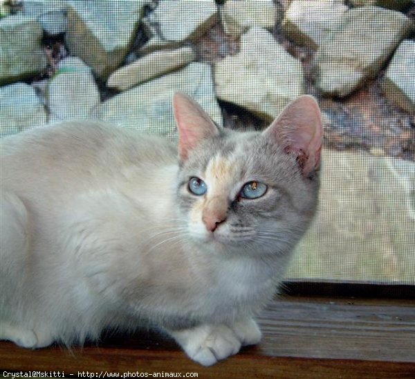 Photo d'American shorthair