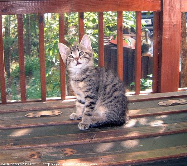 Photo d'American shorthair