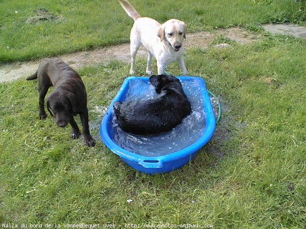 Photo de Labrador retriever