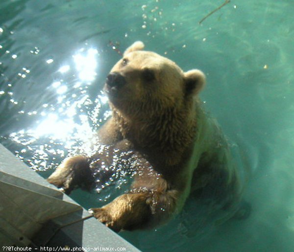 Photo d'Ours