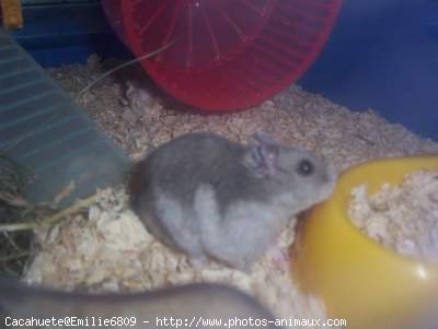 Photo de Hamster