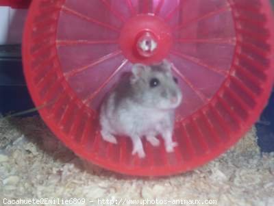 Photo de Hamster