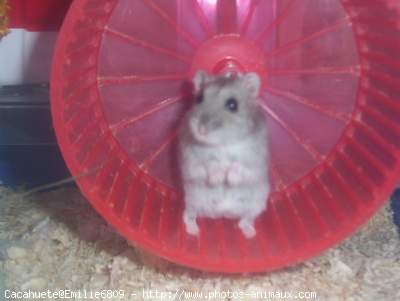 Photo de Hamster