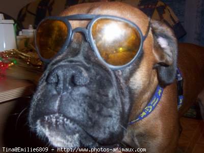 Photo de Boxer