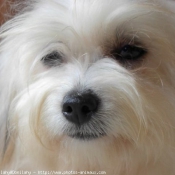 Photo de Coton de tulear