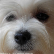 Photo de Coton de tulear