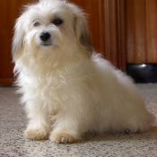 Photo de Coton de tulear