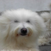 Photo de Coton de tulear