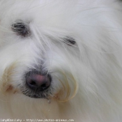 Photo de Coton de tulear