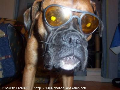 Photo de Boxer