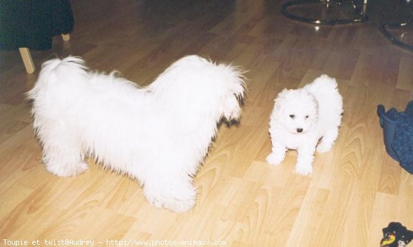 Photo de Coton de tulear