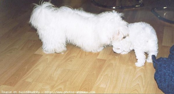 Photo de Coton de tulear