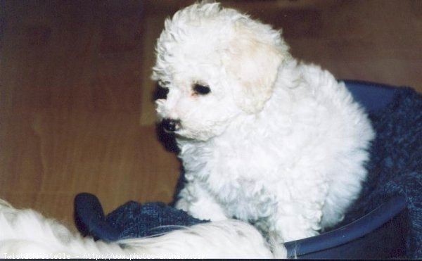 Photo de Bichon  poil fris