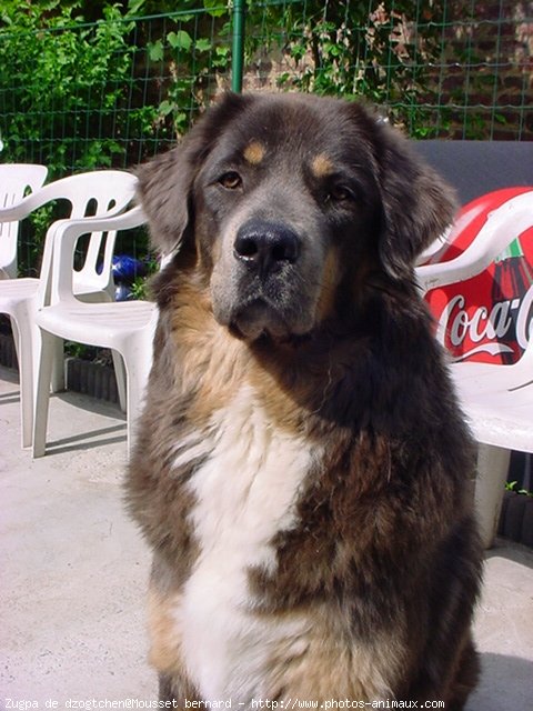 Photo de Dogue du tibet