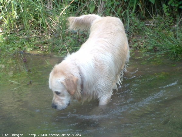 Photo de Golden retriever