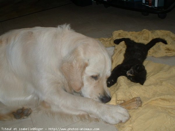 Photo de Golden retriever