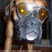 Photo de Boxer