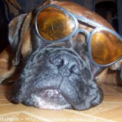 Photo de Boxer