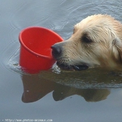 Photo de Golden retriever