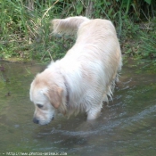 Photo de Golden retriever