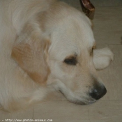 Photo de Golden retriever