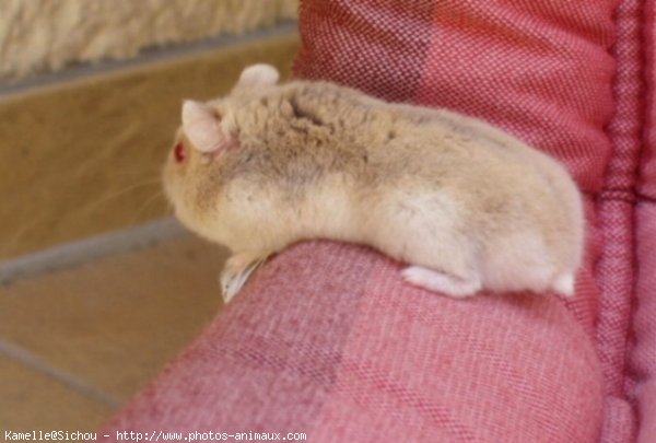 Photo de Hamster