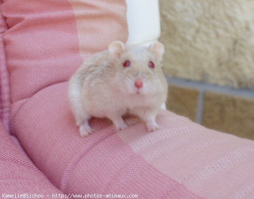 Photo de Hamster