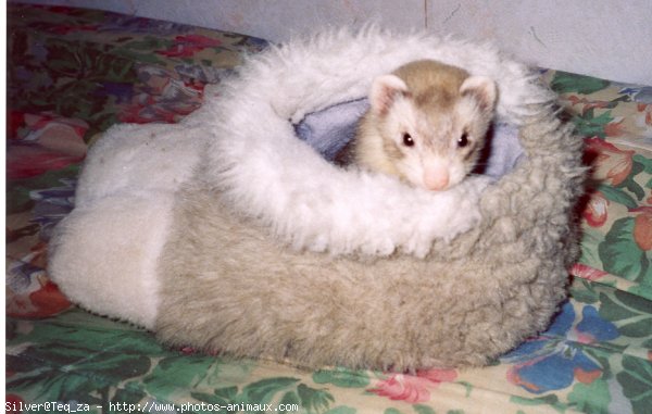 Photo de Furet