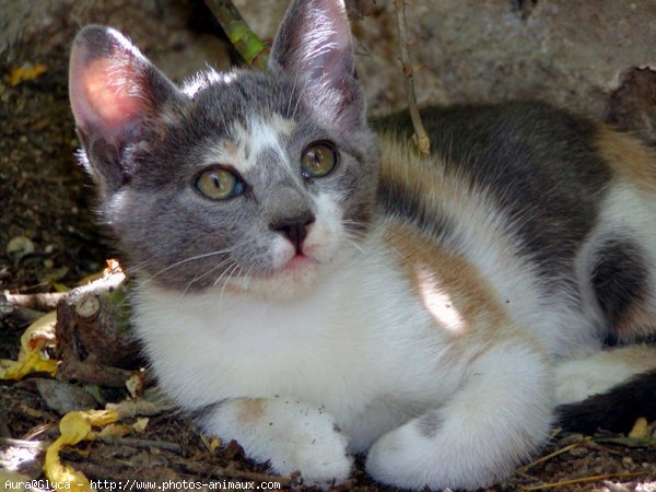 Photo de Chat domestique