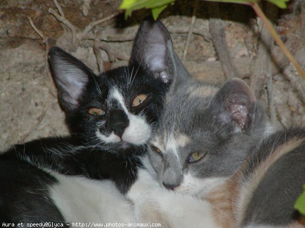 Photo de Chat domestique