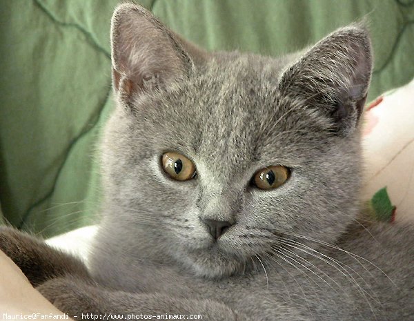 Photo de British shorthair