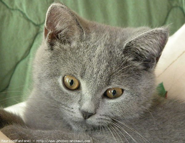 Photo de British shorthair