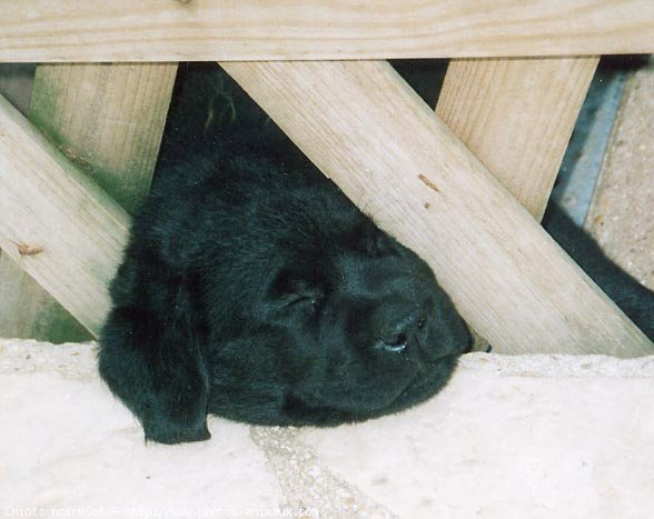 Photo de Labrador retriever